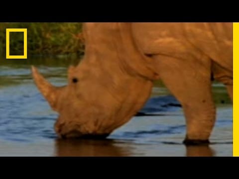 Wild Rhinos