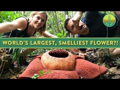 The World's Largest, Smelliest Flower?! | Maddie Moate - YouTube