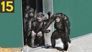 Freed Animals Going Outside For the First Time