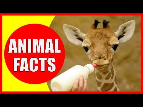 99 Interesting Facts About Animals That Will Make You Smarter