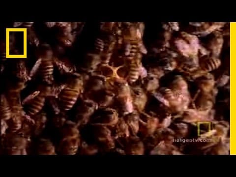 Hornets From Hell | National Geographic - YouTube
