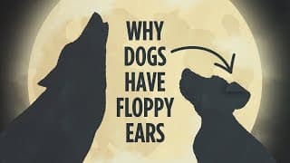 Why Dogs Have Floppy Ears- An Animated Tale