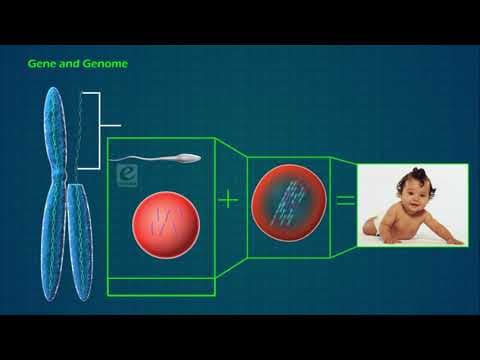 Genetic Engineering & Genes - Evergreen Publications
