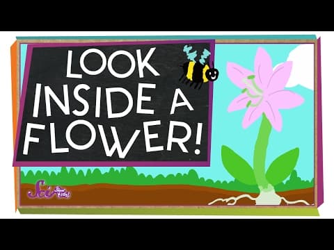 Look inside a flower! - science project for kids
