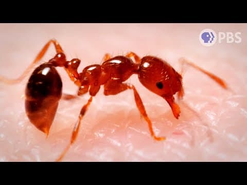 The 4 Most Ruthless Ants We’ve Ever Filmed | Deep Look