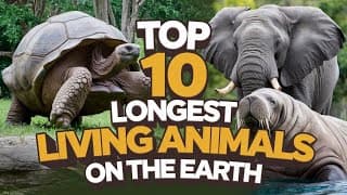 Top 10 Longest Living Animals On The Earth