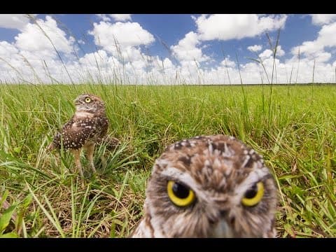 The Secret Life of Burrowing Owls - YouTube