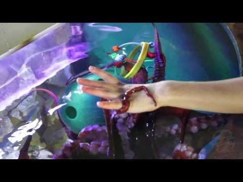 Happy World Octopus Day