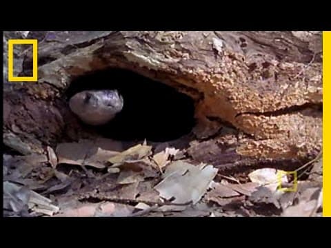 Cobra vs. Monitor Lizard | National Geographic - YouTube