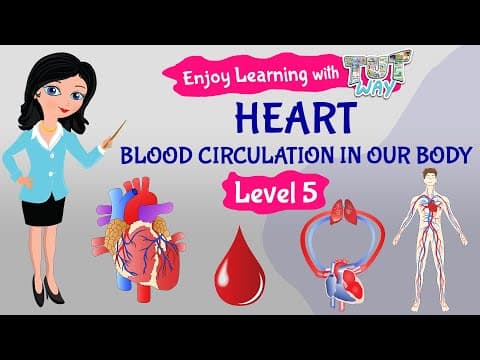 Heart | Study about Blood Circulation in our Body | Science