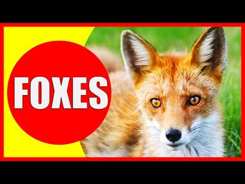 FOXES FOR KIDS - Fox Facts for Children