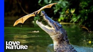 Crocodile vs. Flying Fox Bats