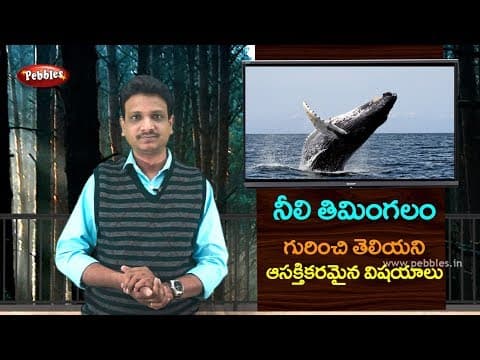 Interest facts about Blue Whale in Telugu | Science fun facts in Telugu