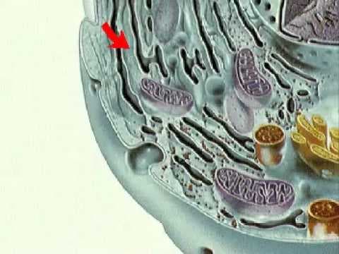 How the Body Works The Cell