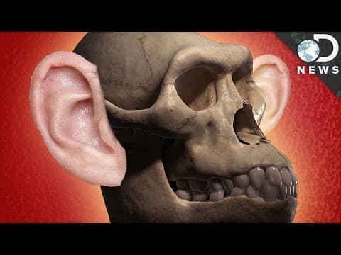 How Did Human Hearing Evolve? - YouTube