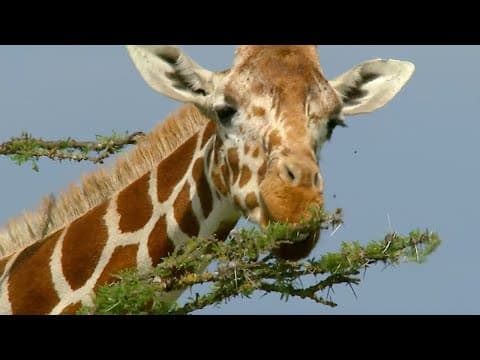 Ants Take on Giraffes | How Nature Works | BBC Earth - YouTube