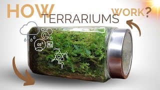 How closed terrariums work and the science behind them