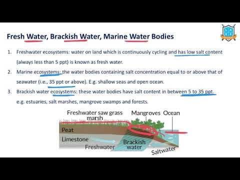 What is Fresh Water - Brackish Water - Marine Water ? || Brackish Water అంటే ఏమిటి?