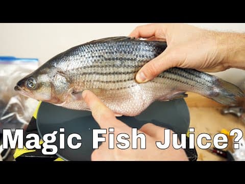 Can a Dead Fish Make Paper