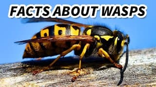 Wasp Facts | aka HORNET FACTS | Animal Fact Files