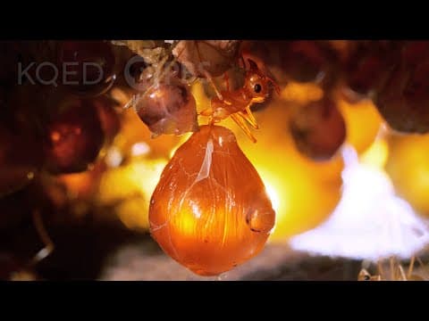 Honeypot ants and their golden water balloons of nutrients