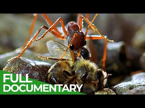 The race underfoot-race of life-episode 12-owner free documentary nature