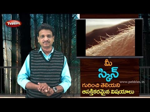 Interest facts about skin in Telugu | Science fun facts in Telugu