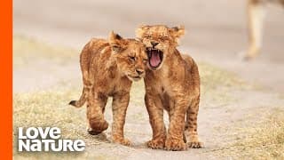 Lion Cubs Go On Their First Adventure