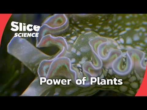Plant Intelligence: The Hidden Science of Life | SLICE SCIENCE