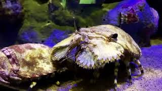 Facts | The Japanese Mitten Lobster