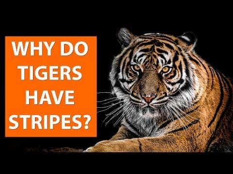 Why do TIGERS have stripes?