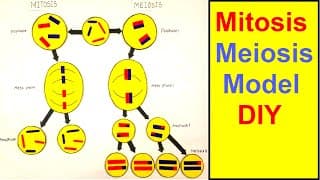 Mitosis and meiosis model | Cell division model | science project