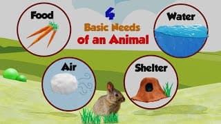 The Needs of an Animal|Needs of Living Things|Animal Needs | Basic Needs of Animal for Kids