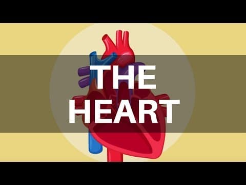 Heart Facts for Kids - Circulatory System Facts for Kids - What does the heart do?