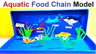aquatic food chain model making using cardboard | DIY