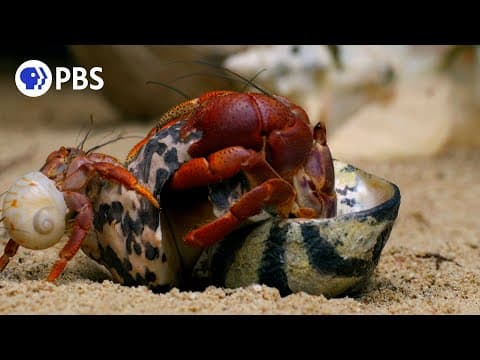 How Hermit Crabs Choose Their Shells