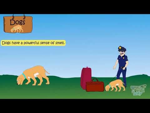 Domestic Animals and Their Importance | Science