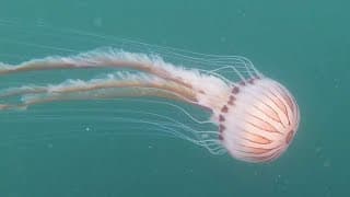 Facts | The Compass Jellyfish