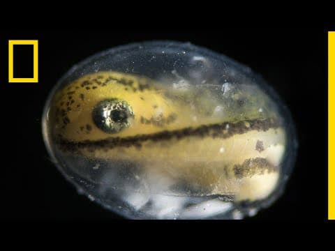 See a Salamander Grow From a Single Cell in this Incredible Time-lapse | Short Film Showcase - YouTube