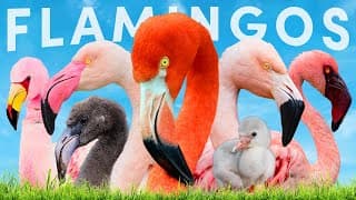 All Six Flamingo Species And How To Identify Them