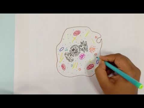 HOW TO DRAW 2D HUMAN HEART - BIOLOGY GRADE