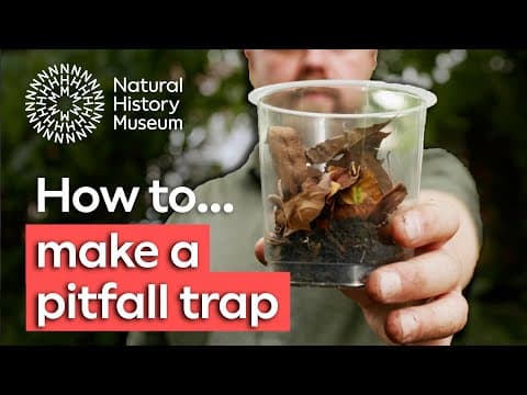 How to make a pitfall trap - Natural History Museum