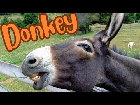 The Braying Beauties: A Fascinating Look at Donkeys