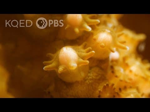 A Coral Is Born | Deep Look