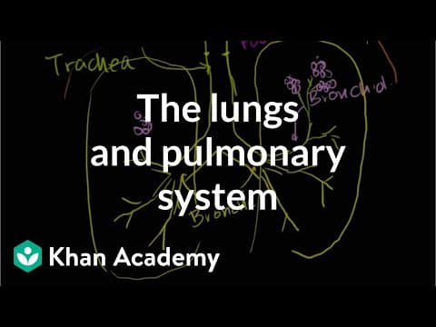 The lungs and pulmonary system