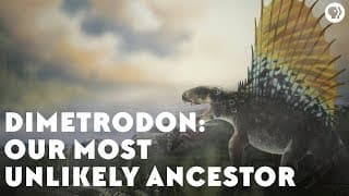 Dimetrodon | Our Most Unlikely Ancestor