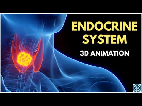 Endocrine System Anatomy and Physiology | 3D Glands & Hormones Animation