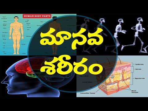 Human body system functions | GK questions and answers in Telugu 
