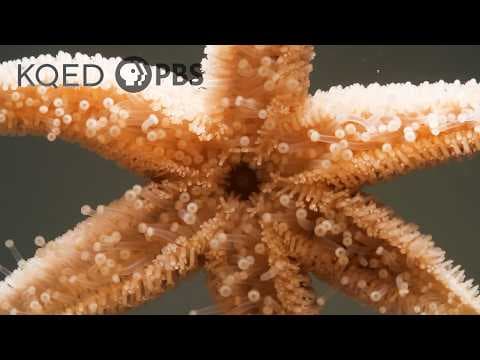 Baby six-rayed sea stars get months of rare motherly care