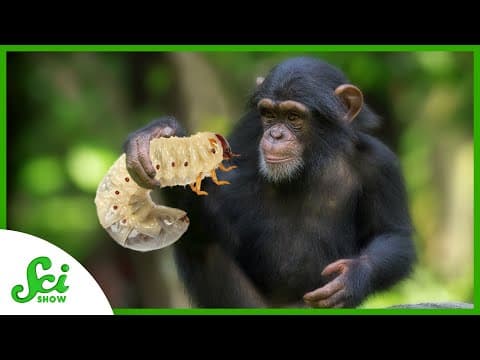 These Chimps Treat Each Other’s Wounds... with Bugs - YouTube